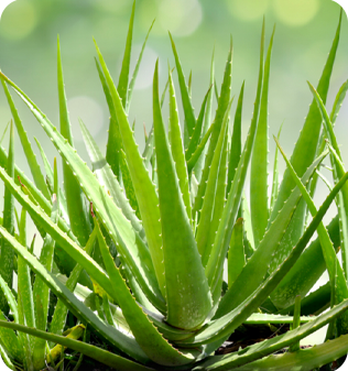 natural infusions aloe-vera