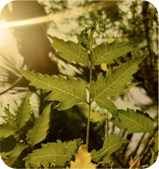 natural infusions neem