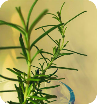 Rosemary-natural infusions